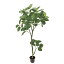 【直送】【人工観葉植物】MAGIQ(東京堂)/ウンべラータ /FG016500※返品・代引不可【01】【01】《 造花(人工観葉植物) 人工観葉植物「あ行」 ウンベラータ 》