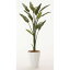【直送】【人工観葉植物】光の楽園/光触媒 ストレチア1.6/729A250※返品・代引不可【07】【07】《 造花(人工観葉植物) 人工観葉植物「さ行」 ストレチア 》