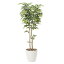 【直送】【人工観葉植物】光の楽園/光触媒 ケヤキ1.8/807A400※返品・代引不可【07】【07】《 造花(人工観葉植物) 人工観葉植物「か行」 その他「か行」人工観葉植物 》