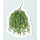【造花】アスカ/スプレンゲリーブッシュ #051A グリーン/A-42933-51【01】【01】【取寄】《造花(アーティフィシャルフラワー) 造花葉物 スプレンゲリー》