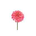パレ/ジニアピック コ-ラルピンク/P-8161-39【01】【取寄】造花(アーティフィシャルフラワー) 造花 花材「さ行」 ジニア 手作り 材料