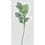 即日★【造花】アスカ/ダスティミラー フロストグリーン/A-40652-51F《造花(アーティフィシャルフラワー) 造花葉物 ダスティミラー》