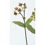 【造花】アスカ/ヒペリカム レッド/A-47569-2【01】【01】【取寄】《 造花(アーティフィシャルフラワー) 造花実物、フェイクフルーツ ヒペリカム 》