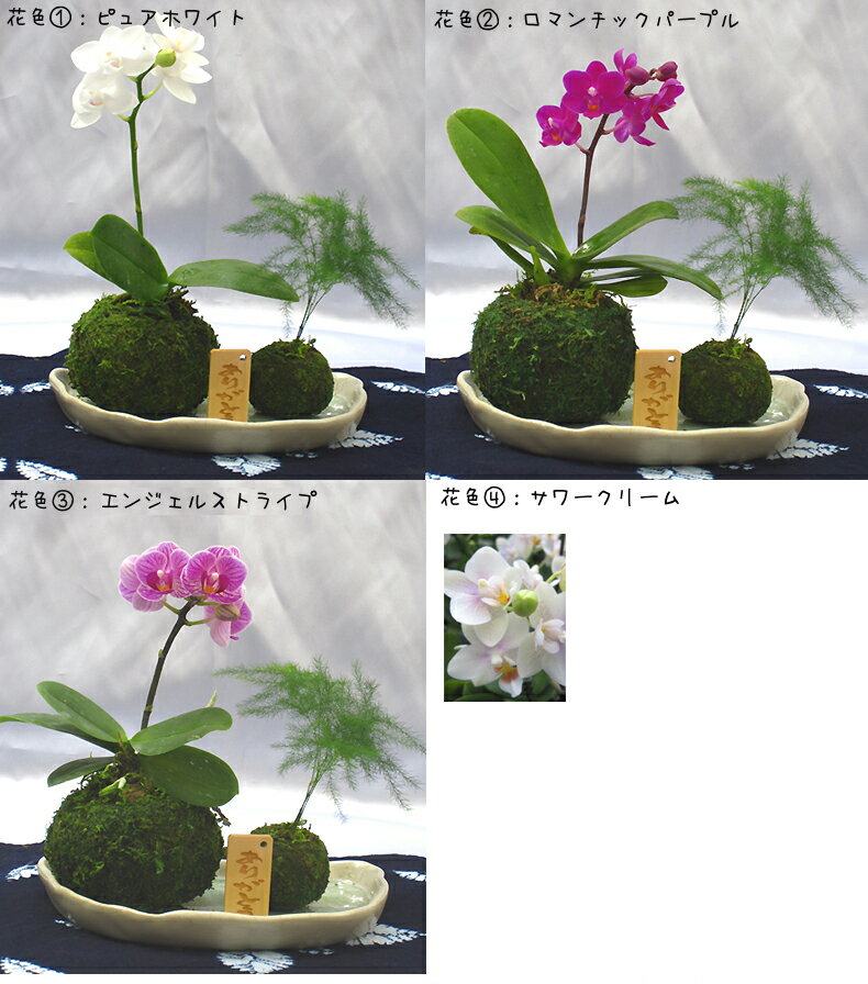テーブル胡蝶蘭　Lian-きずな-苔玉・観葉セット【送料無料（一部地域を除きます）】