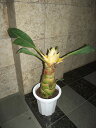 耐寒バナナ 地湧金蓮