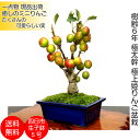 盆栽 ミニ 極太幹の姫リンゴ ミニ盆栽 ...