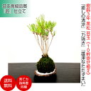 ミニ盆栽 苔玉《癒しを演出》樹齢3年 黒...