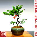 盆栽 ミニ 花色選べる長寿梅盆栽 Wプレ...