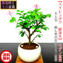 盆栽 スイレンボクミニ盆栽 薄紫花 Wプ...