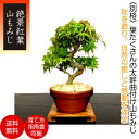 もみじ 盆栽 楽天1位受賞 極美葉の山も...