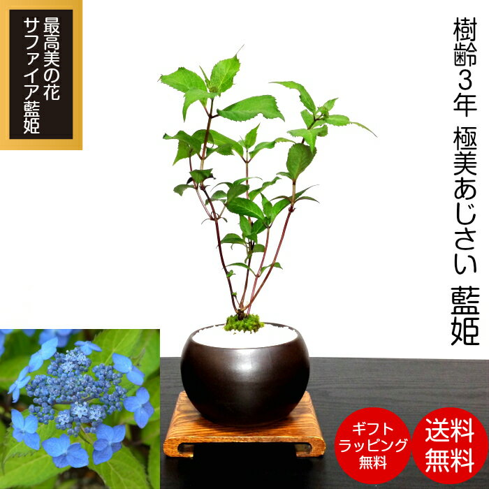 盆栽 父の日 極美あじさい盆栽『藍姫』 紫陽花藍姫 盆栽 ミニ盆栽 あじさい盆栽当店一押し極美 色彩マジック山あじさい盆栽（藍姫）盆栽 母の日 盆栽 父の日 盆栽 ミニ 盆栽 あじさい 盆栽 紫陽花