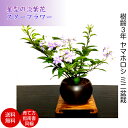 盆栽 ミニ ヤマホロシ ミニ盆栽 Wプレゼント特典 盆栽ブランド清楚な和花《極美》ヤマホロシ ミニ盆栽《星型の花 スターフラワー》【盆栽 盆栽 ミニ 部屋に飾る盆栽 吉祥盆栽 和インテリア盆栽 モダン盆栽 盆栽ギフト 花盆栽】