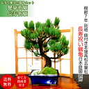 盆栽 樹齢7年 本場高松 曲付き五葉松盆栽 長寿祈願 鶴亀セット 初心者向け盆栽 新しい趣味の五葉松盆栽 Wプレゼント特典 【盆栽 盆栽ミニ 盆栽 ミニ 部屋に飾る盆栽 吉祥盆栽 敬老の日 誕生日 モダン盆栽 盆栽ギフト】
