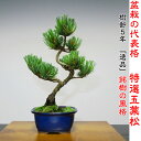 安心保証プラン適用 即日出荷【埼玉盆栽ブランド 送料無料 五葉松盆栽 縁起物ギフト盆栽 松盆栽】樹齢5年 銘樹の風格「特選」五葉松盆栽 小品盆栽 約20cm・15cm・12cm