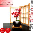 即日出荷可 盆栽 もみじ 楽天盆栽部門3冠1位受賞《絶景》樹齢5年 極美葉の出猩々もみじミニ盆栽年に2度の紅葉を鑑賞秋の恵み創作盆景ミニ盆栽【盆栽 盆栽ミニ 盆栽 誕生日 プレゼント モダン盆栽 盆栽ギフト】