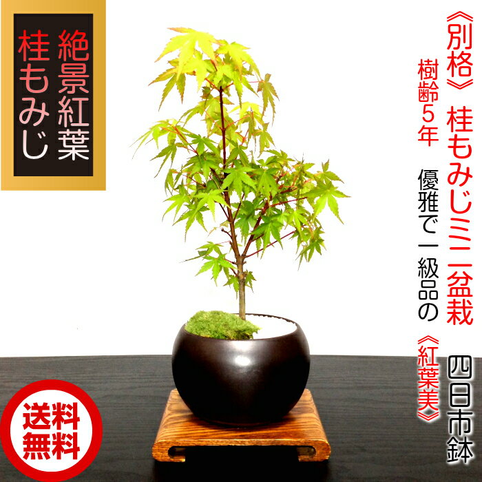 もみじ盆栽 《絶景紅葉シリーズ》樹齢5年「極美葉と太幹」桂もみじ盆栽　Wプレゼント特典【もみじ　盆栽】【お部屋に飾るもみじ盆栽】【盆栽 盆栽ミニ 盆栽 ミニ 部屋に飾る盆栽 和インテリア植物 もみじ モダン盆栽 盆栽ギフト】