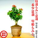 盆栽 樹齢5年《希少価値》琴姫もみじ盆栽【最高峰品質 埼玉盆栽ブランド琴姫もみじ盆栽】もみじ盆栽 秋の紅葉盆栽 お部屋に飾るもみじ盆栽特選もみじ盆栽 極美真紅色 初出荷 樹齢5年《お値打ち特価 希少価値》琴姫もみじミニ盆栽