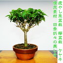 盆栽 樹齢8年「一級品」極美樹形の欅(ケヤキ)Wプレゼント特典【盆栽ブランド けやき盆栽 高級ミニ盆栽 欅盆栽】四季折々の美しさ感じる【盆栽 盆栽ミニ 盆栽 ミニ 部屋に飾る盆栽 吉祥盆栽 和インテリア盆栽 松 モダン盆栽 盆栽ギフト】