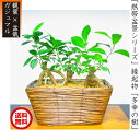 熱帯盆景シリーズ《ガジュマルミニ盆景3樹寄せ植え》ミニ観葉×盆栽Wプレゼント企画《幸運招来》癒し与えるコンパクト観葉 盆栽師「匠」仕立て新鮮な活き活きとした空間を演出する心温まる植物お値打ち特価 初出荷《特選ガジュマル創作盆景 3樹寄せ植え》