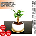 盆栽 ミニ ガジュマルミニ観葉×盆栽 Wプレゼント《幸運招来》癒し与えるコンパクト観葉 盆栽師「匠」仕立て【誕生日 プレゼント 癒し観葉 お祝い 送料無料 ぼんさい】