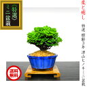 盆栽 豆盆栽《別格》津山ヒノキ ミニ盆栽 Wプレゼント【最高峰品質 埼玉ブランド檜】【盆栽 ギフト 初心者 盆栽ミニ 盆栽 ミニ 部屋に飾る盆栽 吉祥盆栽 和インテリア盆栽 松 モダン盆栽 盆栽ギフト】