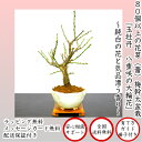 盆栽 梅『一級品 玉牡丹梅』80個以上の花芽付き 大輪花の幹太白梅盆栽【樹齢5年 極太幹の梅盆栽 八重咲き 玉牡丹梅】【盆栽 盆栽梅 盆栽 ミニ 部屋に飾る盆栽 吉祥盆栽 和インテリア盆栽 梅 モダン盆栽 盆栽ギフト 梅盆栽】
