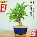 安心保証プラン適用 最高峰品質 埼玉盆栽ブランド【花が咲く盆栽 縁起物盆栽 盆栽ギフト ミニ盆栽 お部屋に飾るおしゃれな花物盆栽】極美 姫リンゴ盆栽 小品盆栽