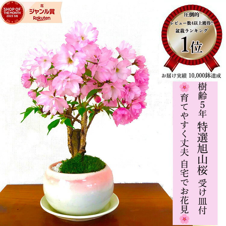 桜 <strong>盆栽</strong> 旭山桜 鉢植え 2024開花終了 ミニ<strong>盆栽</strong> 楽天1位 樹齢5年 自宅で花見 蕾数保証<strong>盆栽</strong> 桜 ミニ 趣味 初心者 室内 おしゃれ 桜鉢植え 誕生日 お祝い ギフト プレゼント フラワーギフト