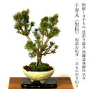 盆栽 松 樹齢10年 千寿丸 一点もの 現品お届け かっこいい 黒松 希少 千寿丸 黒松 盆栽 ミニ 室内 おしゃれ 植物 初心者 誕生日 プレゼント 父親 癒し 植物 観葉 和インテリア盆栽 松 モダン盆栽 盆栽 ギフト 送料無料