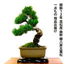 盆栽 松 一点物 現品 樹齢12年 本場高松 五葉松 初心者の方でも安心育て方説明書付盆栽 松 趣味 人気 誕生日 ギフト 室内 お祝い 癒し 盆栽 ミニ フラワープレゼント 風水植物 インテリアグリーン 趣味 植物 ギフト