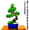 盆栽 松 一点物 現品 樹齢10年 本場高松 五葉松 初心者の方でも安心育て方説明書付盆栽 松 趣味 人気 誕生日 ギフト 室内 お祝い 癒し 盆栽 ミニ フラワープレゼント 風水植物 インテリアグリーン 趣味 植物 ギフト