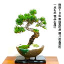 盆栽 松 一点物 現品 樹齢10年 本場高松 五葉松 初心者の方でも安心育て方説明書付盆栽 松 趣味 人気 誕生日 ギフト 室内 お祝い 癒し 盆栽 ミニ フラワープレゼント 風水植物 インテリアグリーン 趣味 植物 ギフト