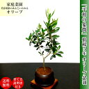 盆栽 父の日 即日配送可 オリーブ盆栽 家庭菜園 ブランド盆...