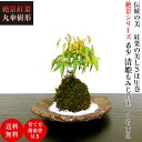 盆栽 もみじ 清姫もみじ 苔玉 もみじ ミニ盆栽 別格 癒しの最上級 山もみじ苔玉盆栽【盆栽 盆栽ミニ 盆栽 誕生日 母の日 父の日 敬老の日 プレゼント ミニ盆栽 盆栽ギフト】