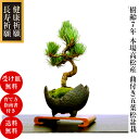 盆栽 松 五葉松 ミニ盆栽 即日出荷 こ...