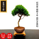 盆栽 真柏 樹齢4年 特撰 曲付紀州真柏 盆栽 Wプレゼント特典【紀州産盆栽ブランド 縁起の良い盆栽ギフト 開運松盆栽】【盆栽 盆栽ミニ 室内 初心者 趣味 植物 インテリア 誕生日 盆栽 ギフト】