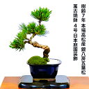 盆栽 松 ギフト 無料 趣味 曲付幹樹齢7年 高松五葉松 縁起の良い松 新しい趣味 植物盆栽 松 室内 初心者 おしゃれ 盆栽 ミニ観葉 誕生日 敬老の日 父の日 プレゼント フラワーギフト 送料無料