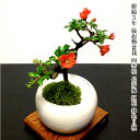 盆栽 梅 長寿祝い 枝振りの良い四季咲き...