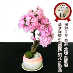 <strong>盆栽</strong> <strong>桜</strong> 旭山<strong>桜</strong> 鉢植え 楽天1位 樹齢6年 <strong>桜</strong>の魅力を鉢に凝縮 ギフト 無料 太幹 八重<strong>桜</strong> 趣味<strong>盆栽</strong> <strong>桜</strong> ミニ 初心者 還暦 ギフト バレンタイン 父 母 プレゼント 開店祝い 初心者 室内 観葉植物