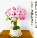 盆栽 桜 鉢植え ランキング1位 旭山桜 八重桜 およそ30以上の蕾付 ギフト 無料趣味 人気 盆栽 桜 ミニ 室内 初心者 趣味 自宅で花見 ギフト 誕生日 フラワーギフト バレンタイン ギフト ホワイトデー
