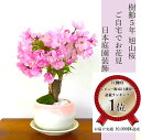 盆栽 桜 楽天ランキング1位 旭山桜 あす楽 ギフト 無料 樹齢5年 八重桜盆栽 桜 ミニ 室内 初心者 趣味 人気 ギフト おしゃれ盆栽 ギフト 桜盆栽 誕生日 フラワーギフト バレンタイン ギフト ホワイトデー