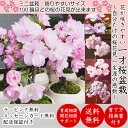 盆栽 桜 一才桜 樹形美 ミニ盆栽 樹齢...