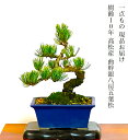 盆栽 松 一点物 現品 樹齢10年 本場高松 五葉松 初心者の方でも安心育て方説明書付盆栽 松 趣味 人気 誕生日 ギフト 室内 お祝い 癒し 盆栽 ミニ フラワープレゼント 風水植物 インテリアグリーン 趣味 植物 ギフト