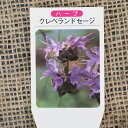 「ロシアンセージ」 ポット直径9.0cm 【4ポットセット】
