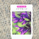 「パイナップルセージ」 ポット直径9.0cm 【4ポットセット】