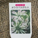 オレンジ 苗木 ベルガモット 15cmポット苗 ファンタスティコ オレンジ 苗