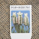 ビオラ ラベンダー 9センチポット 3号