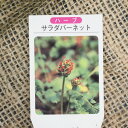 ハーブ 苗 セット 【サラダバーネット】 3号ポット苗×5株セット ハーブティー 料理 庭植え