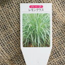 【送料無料・ポイント5倍・2点購入で1ポットおまけ】レモングラス9cm3個【ハーブ苗9cmポット/お得な3個セット】シトラス調 薬草 ストレス Lemongrass コンパニオンプランツ トムヤムクン 育てやすい 香りづけ 香水 風味付け 料理 香草
