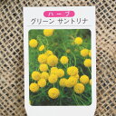 サントリナ 苗 【グレーサントリナ】 3号ポット苗 ハーブ 苗 ドライフラワー ポプリ 庭植え
